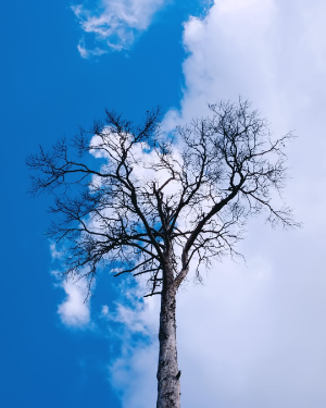 Blog_Doodsangst en Levenslust 300